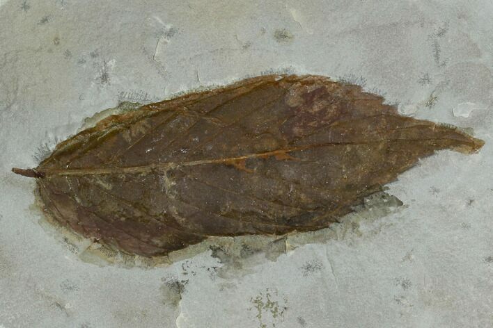 Fossil Hackberry (Celtis) Leaf - Montana #120806